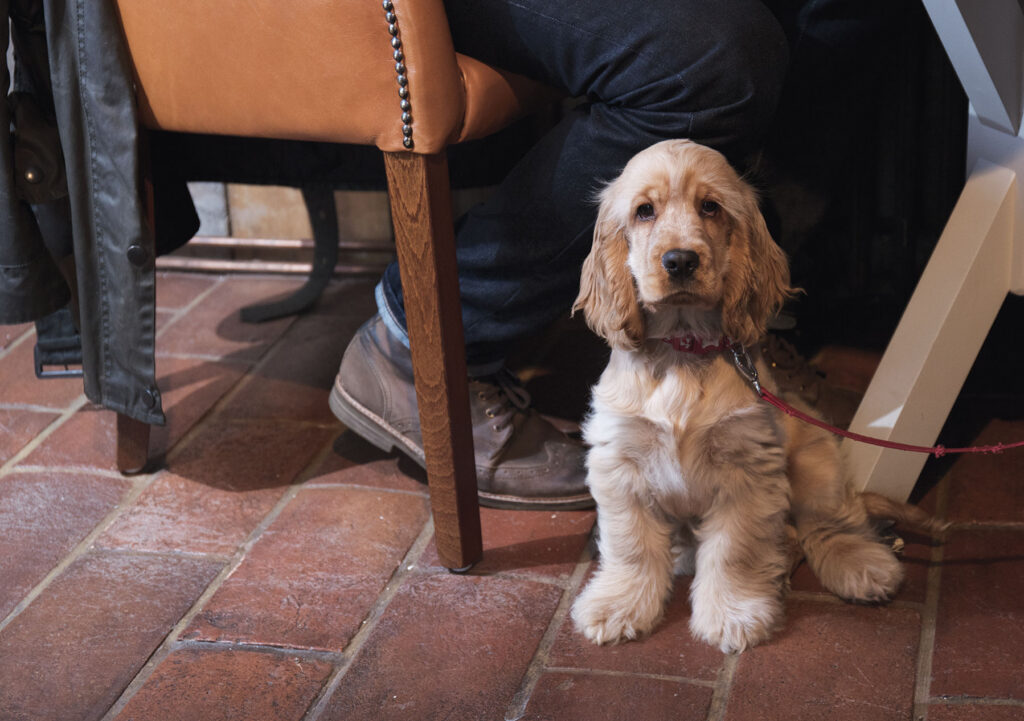 Dog sat by man in dog friendly pub